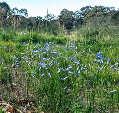 Wahlenbergia stricta stricta