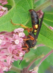 Cerceris bicornuta