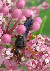 Cerceris bicornuta