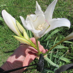 Crinum bulbispermum
