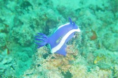 Hypselodoris violacea