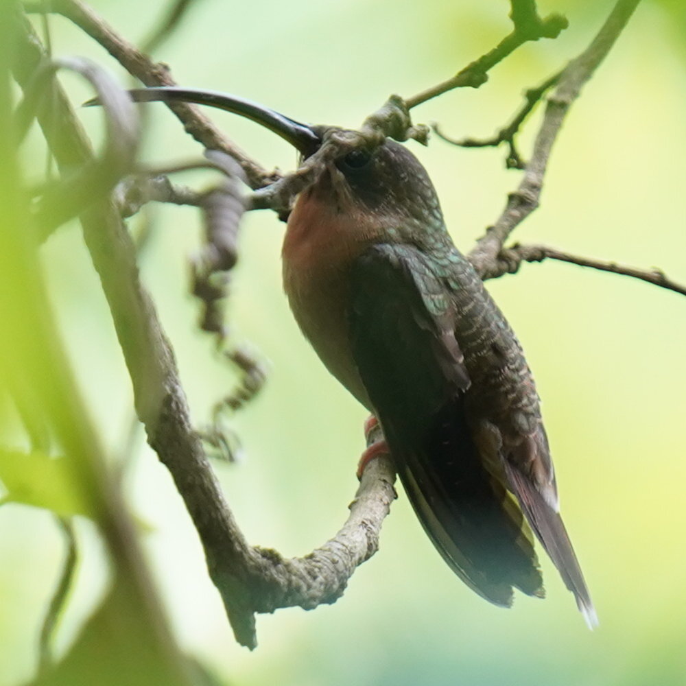 Rufous-breasted Hermit (Glaucis hirsutus), photo 8
