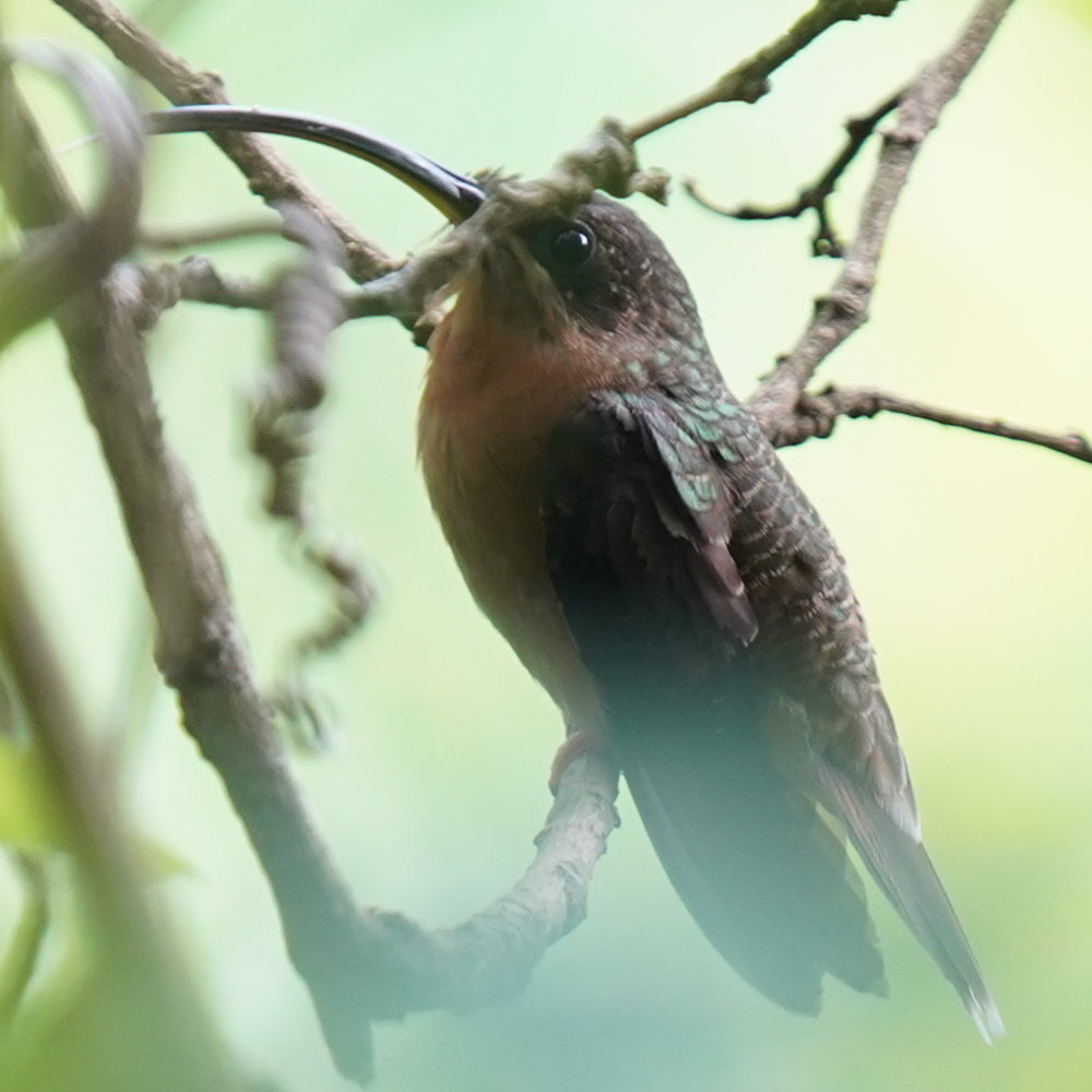 Rufous-breasted Hermit (Glaucis hirsutus), photo 7