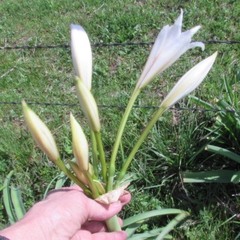 Crinum bulbispermum