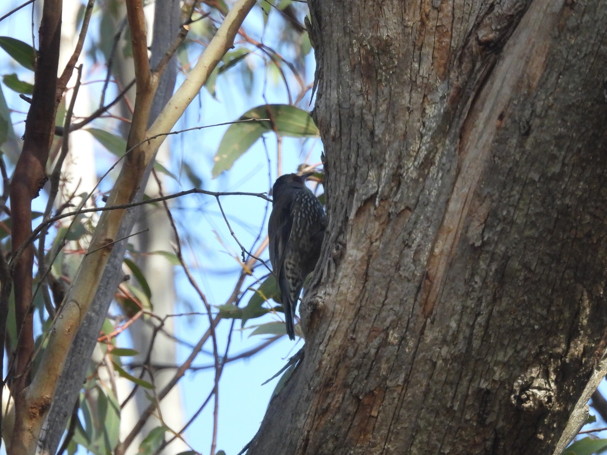 Red-browed Treecreeper (Climacteris erythrops), photo 9
