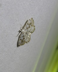 Austromusotima camptozonale