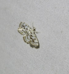 Austromusotima camptozonale