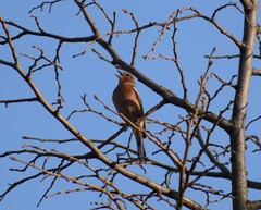 Fringilla coelebs