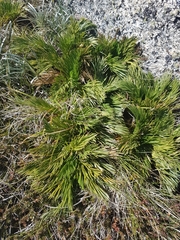 Aciphylla glacialis