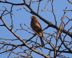 Fringilla coelebs