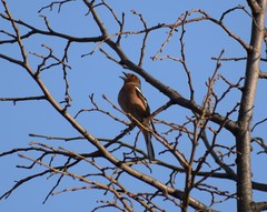 Fringilla coelebs