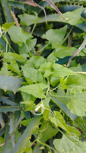 Convolvulus crenatifolius, photograph 4