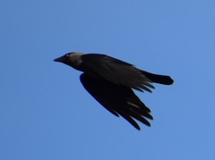 Corvus monedula