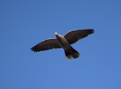 Streptopelia decaocto