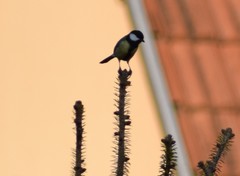 Parus major