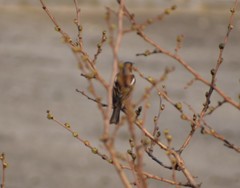 Fringilla coelebs