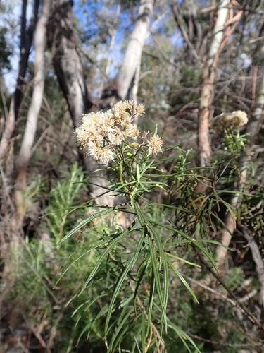 Cassinia longifolia, photograph 2