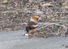 Coccothraustes coccothraustes