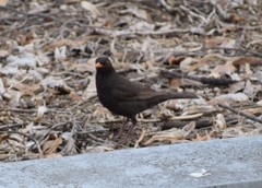 Turdus merula