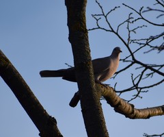 Streptopelia decaocto
