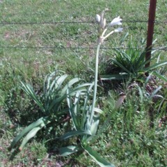Crinum bulbispermum