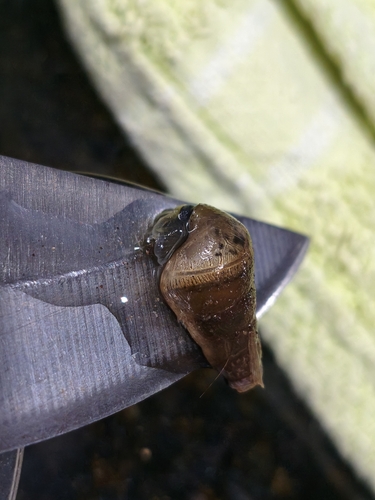 Rumina decollata
