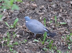 Columba palumbus