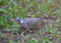 Columba palumbus