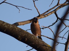 Coccothraustes coccothraustes