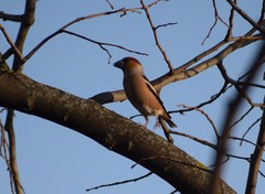 Coccothraustes coccothraustes