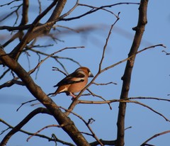 Coccothraustes coccothraustes