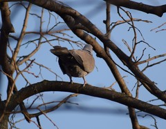 Streptopelia decaocto