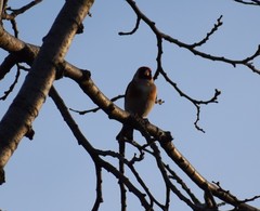 Carduelis carduelis
