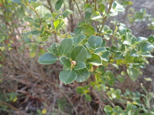 Coprosma hirtella, photograph 2