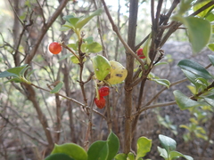 Coprosma hirtella, photograph author not stated, no rights reserved