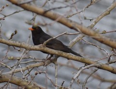 Turdus merula
