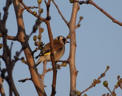 Carduelis carduelis