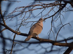 Streptopelia decaocto