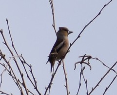 Coccothraustes coccothraustes
