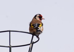 Carduelis carduelis