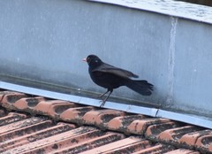 Turdus merula