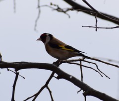 Carduelis carduelis