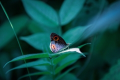Ypthima aphnius