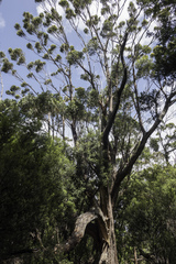 Eucalyptus nitida