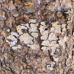 Pertusaria macounii