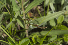 Carex caryophyllea microtricha