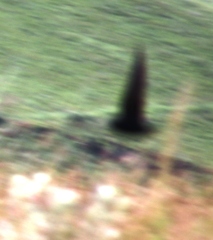 Hirundo atrocaerulea