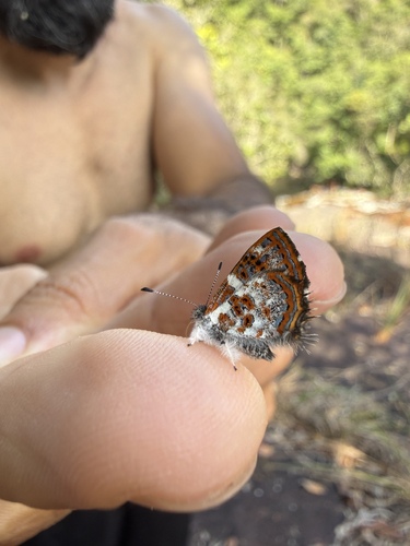 Guatemalan Sarota