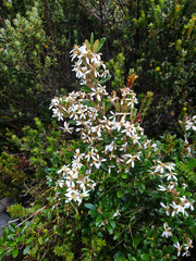Olearia tasmanica
