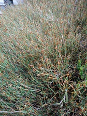 Sporadanthus tasmanicus
